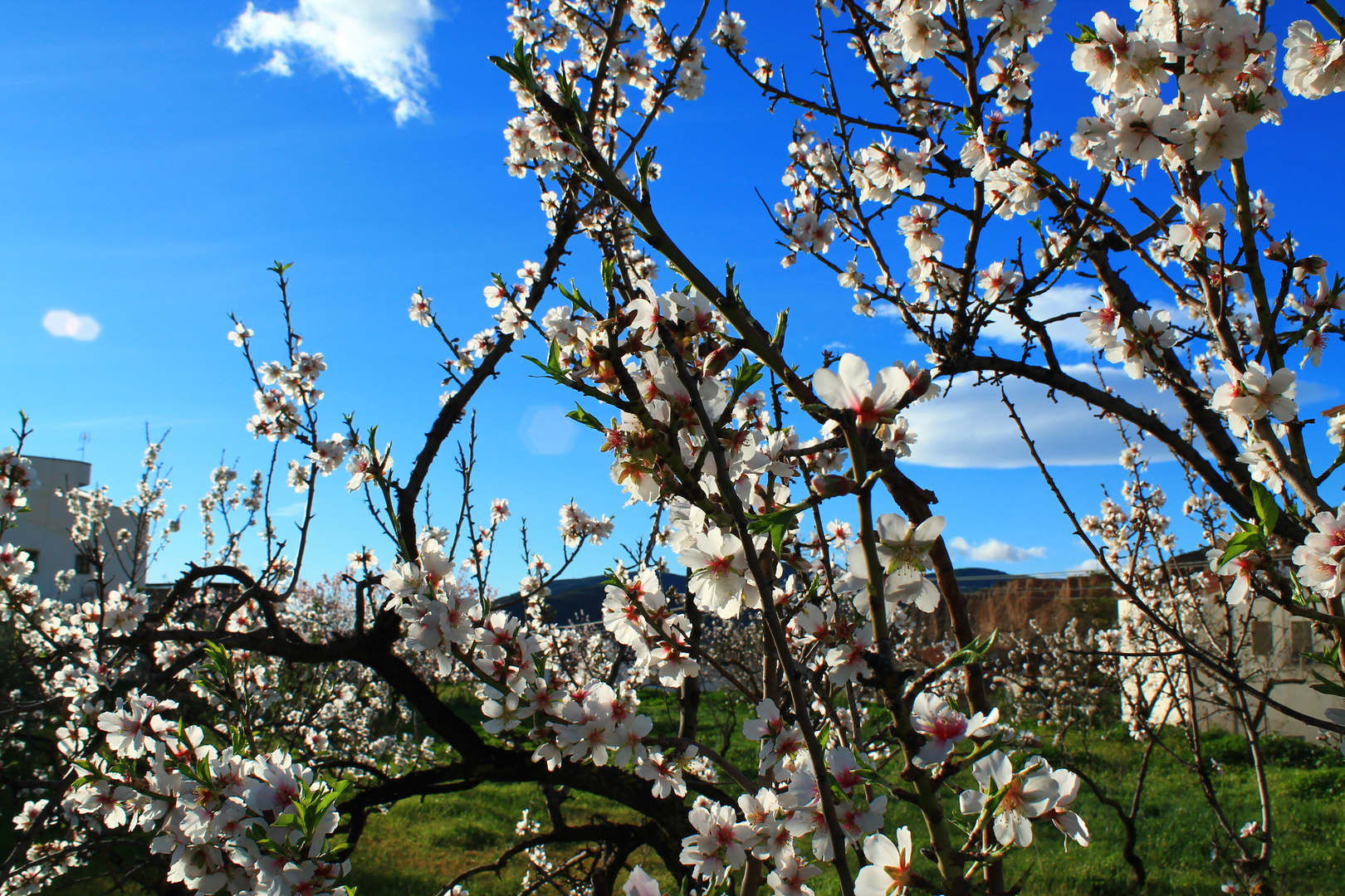 floracion de los almendros