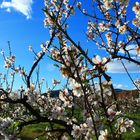 floracion de los almendros