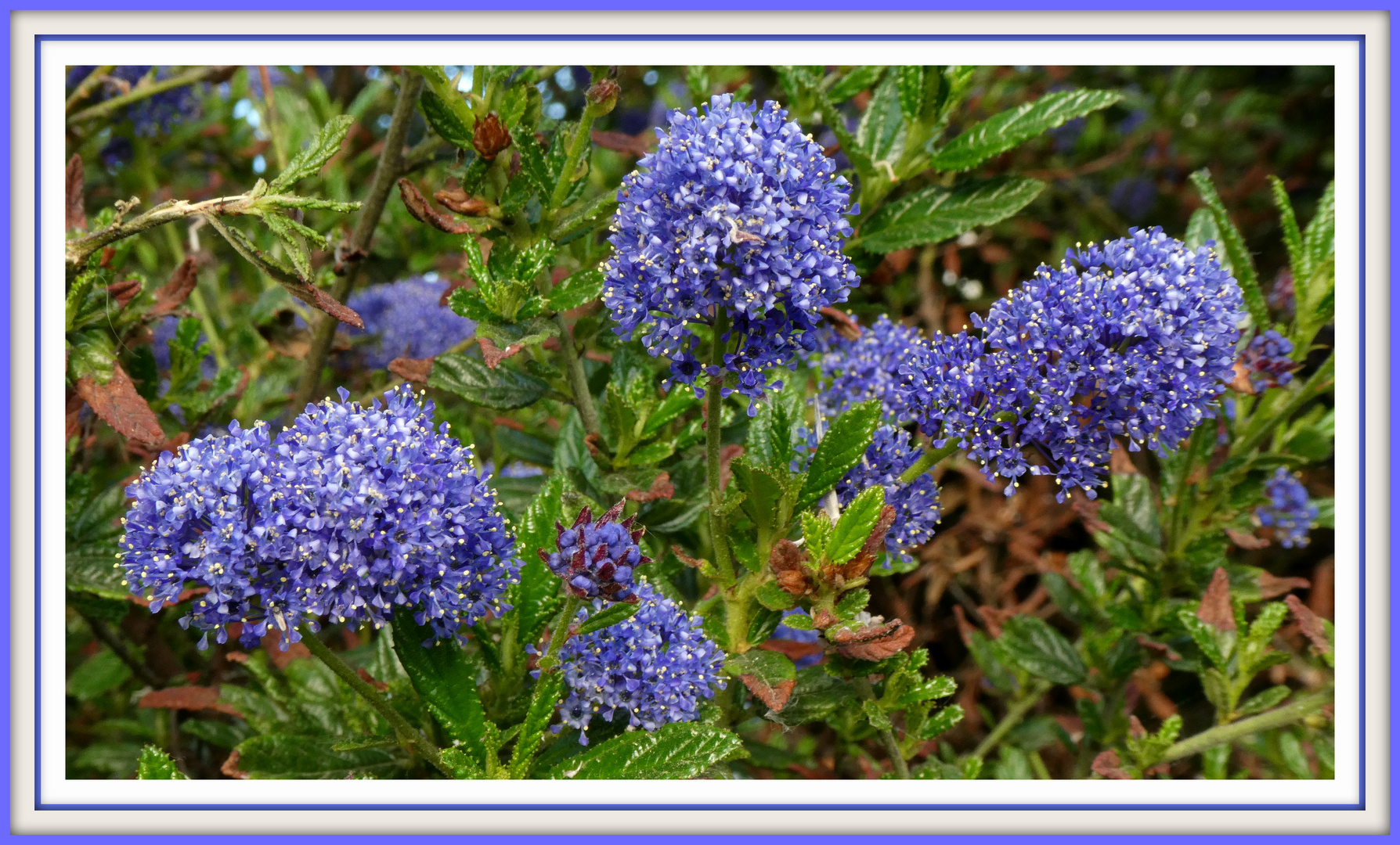 Floraison bleue