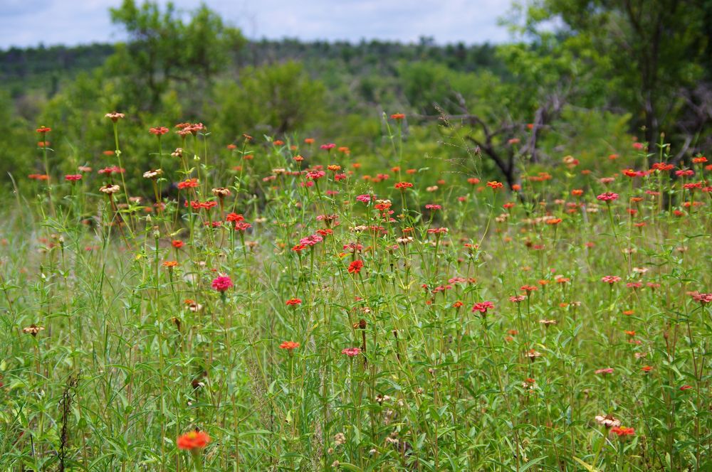 Floraison! de lili'z 