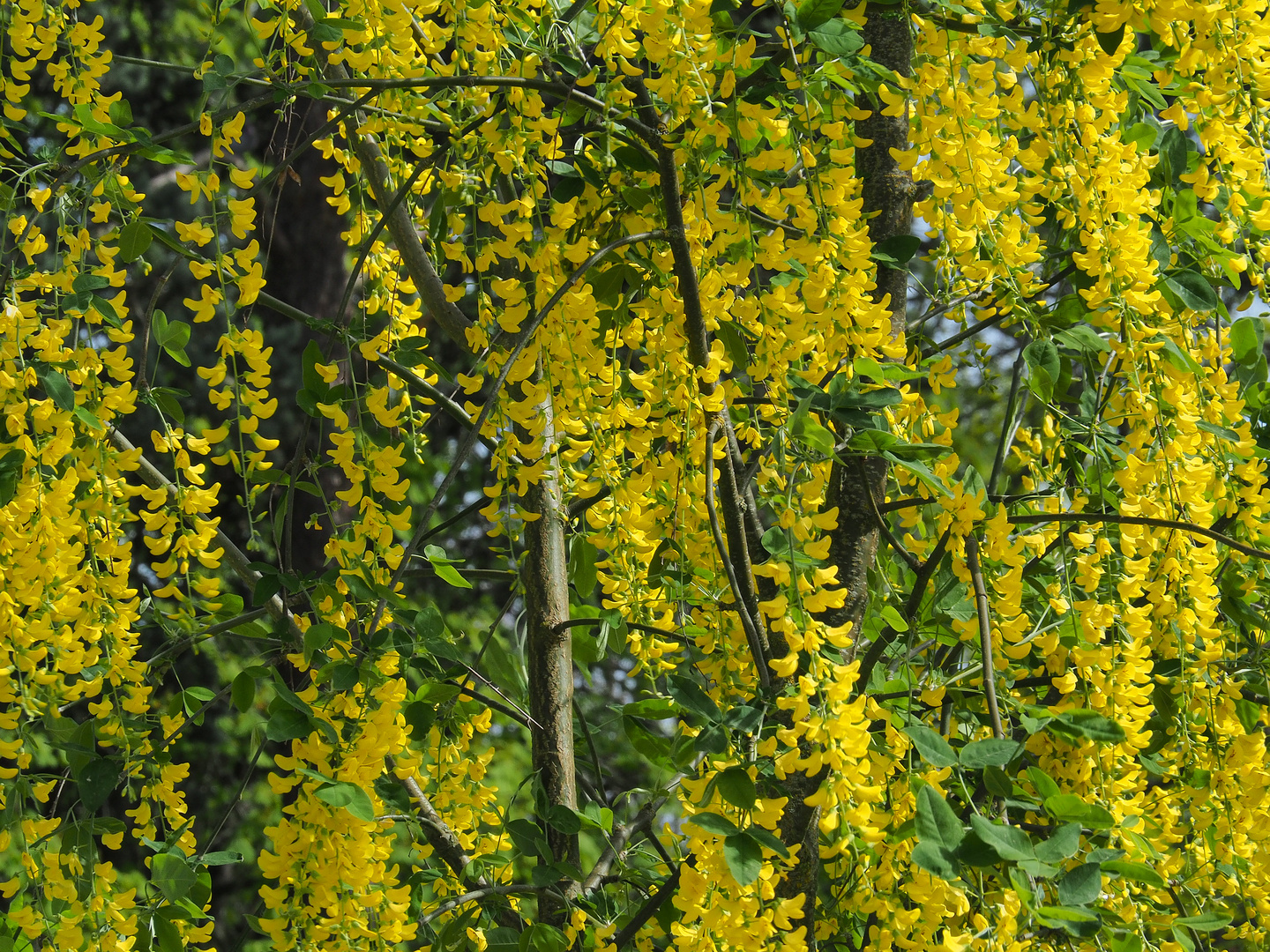 Floraison d’acacia