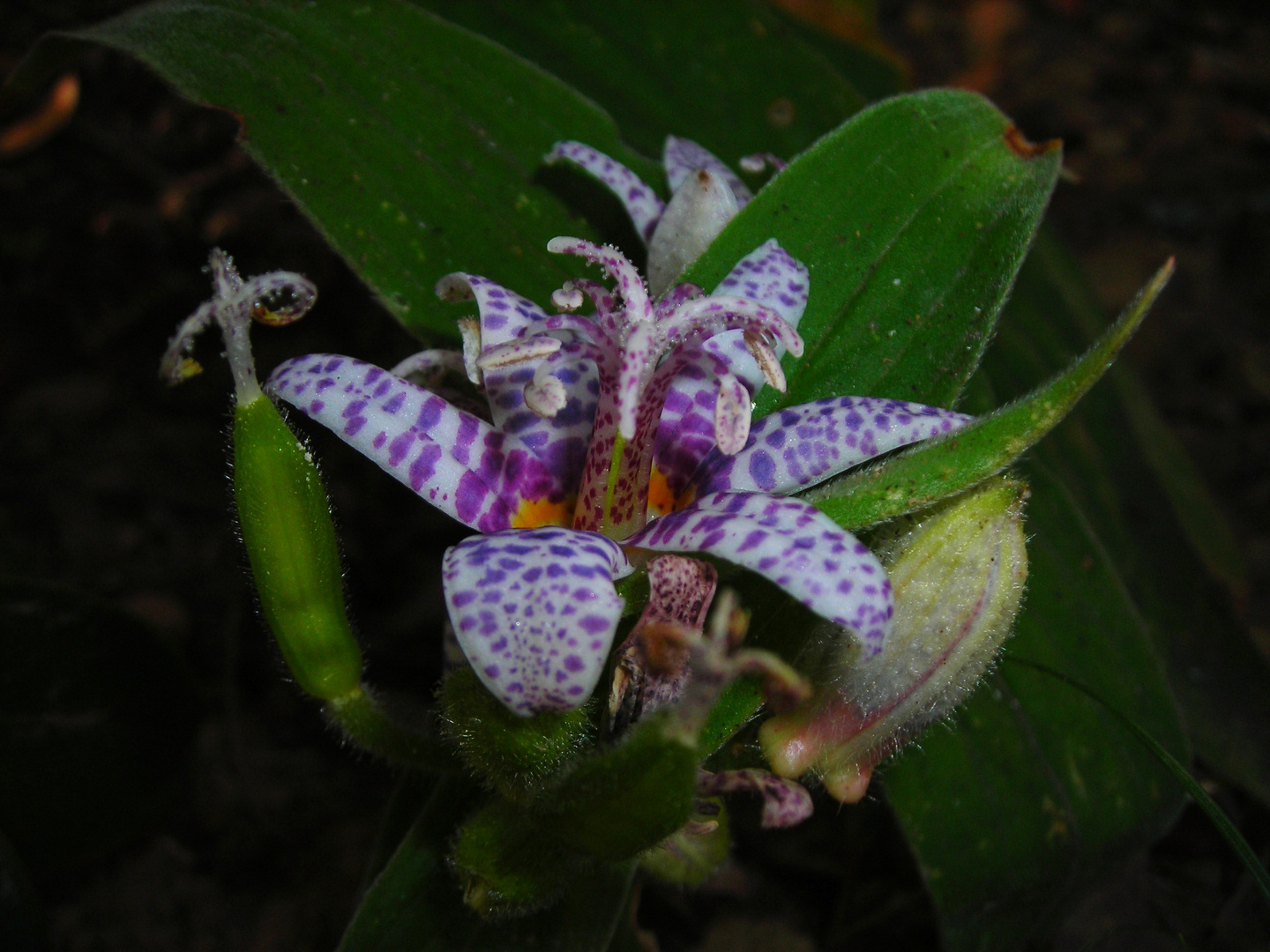 Floraison d'automne