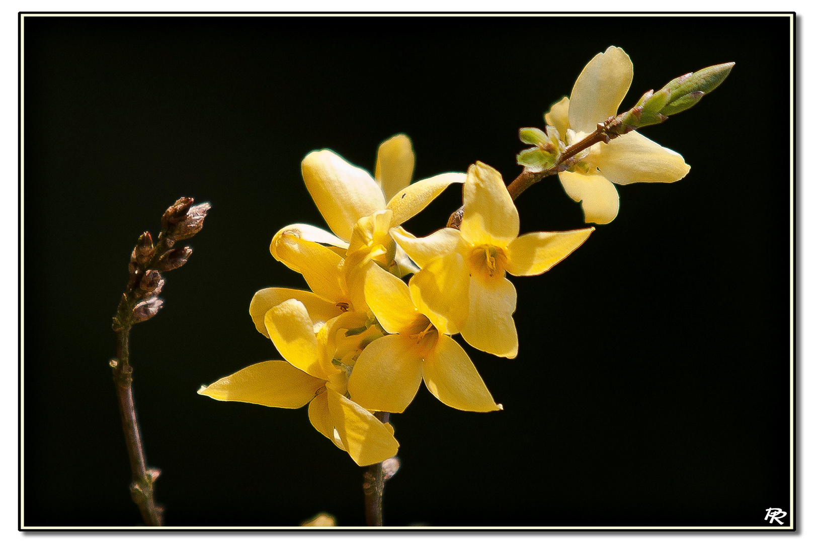 Floraison de Forsythia