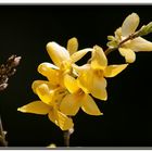 Floraison de Forsythia