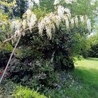 Floraison de la glycine blanche actuellement au jardin