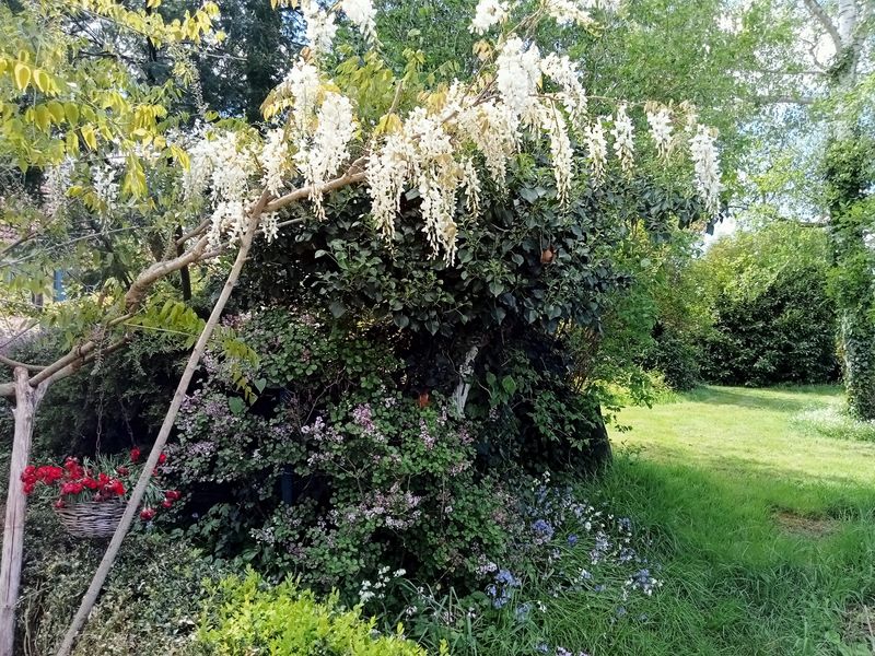 Floraison de la glycine blanche actuellement au jardin