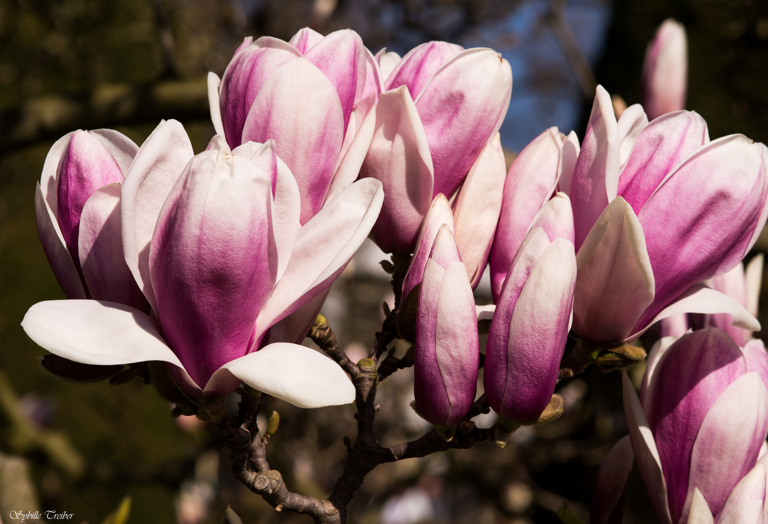 Floraison des MAgnolias