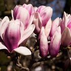 Floraison des MAgnolias