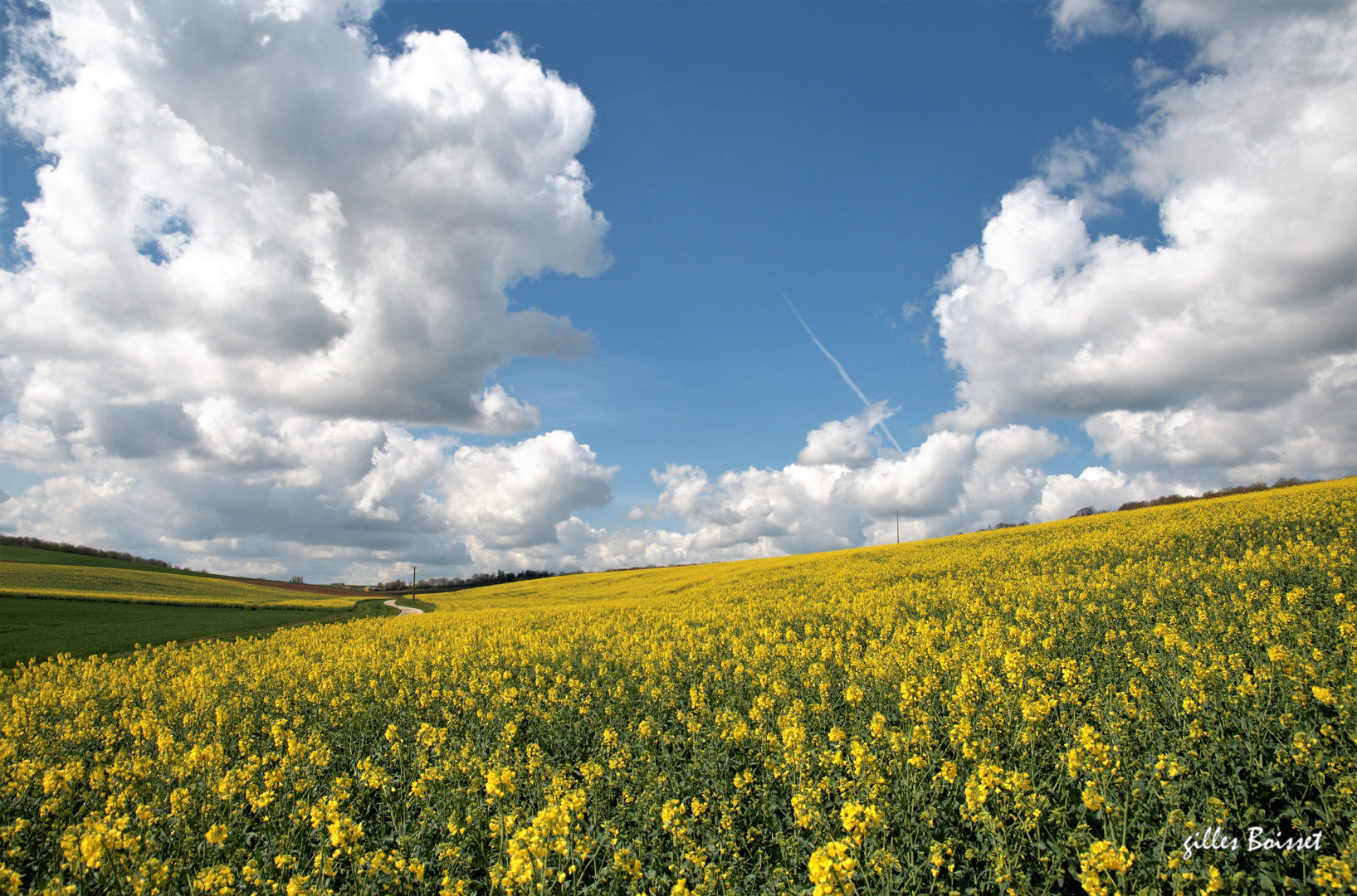 floraison du colza dans le Vexin normand