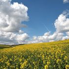 floraison du colza dans le Vexin normand