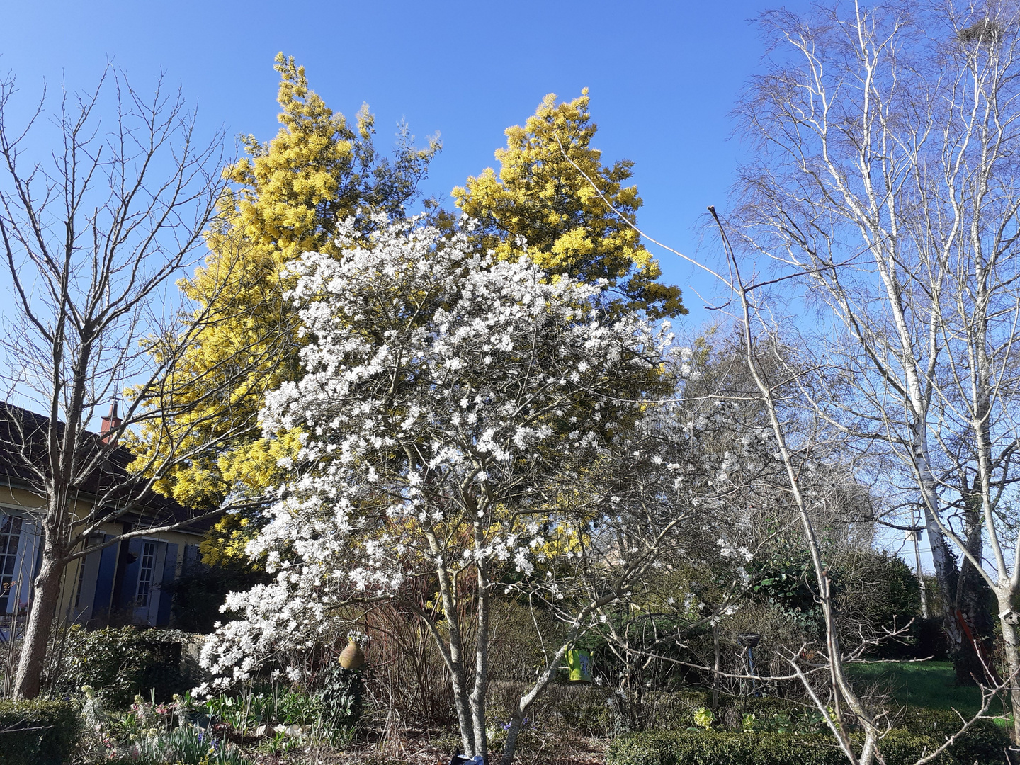Floraison du magnolia stellata