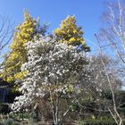 Floraison du magnolia stellata
