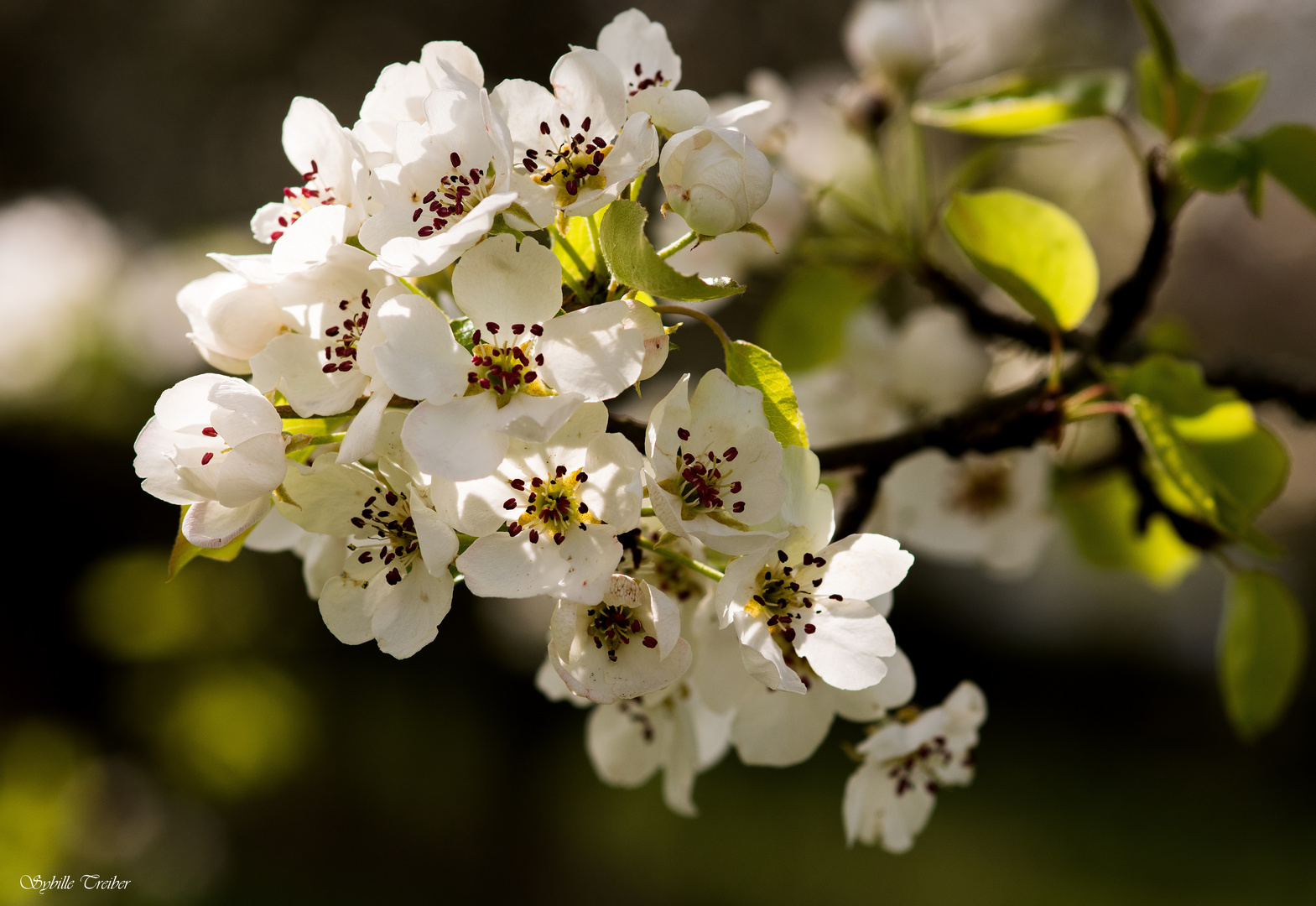 Floraison d'un arbre fruitier