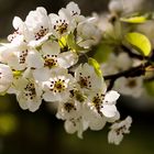 Floraison d'un arbre fruitier