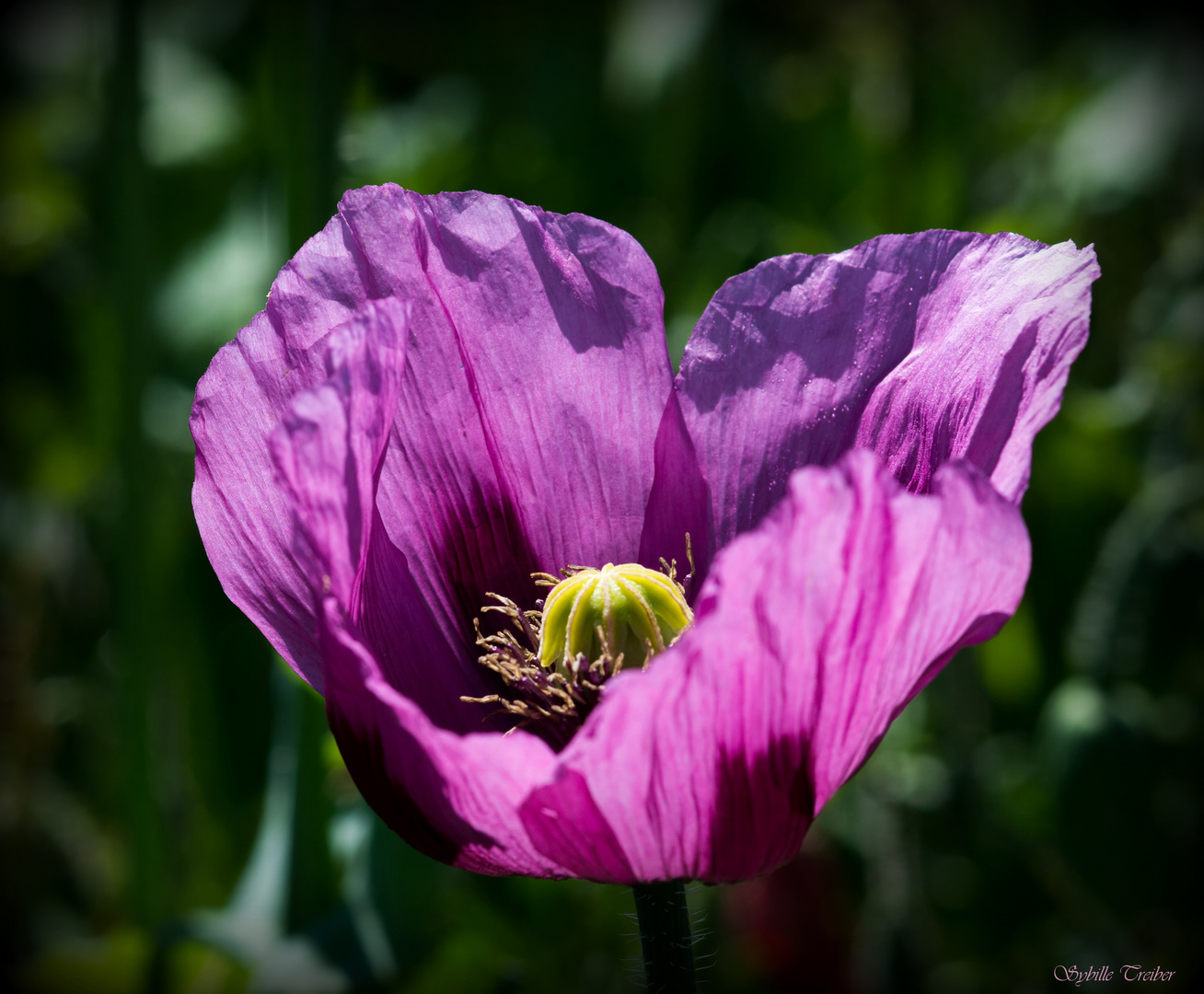 Floraison d'un coquelicot