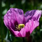 Floraison d'un coquelicot