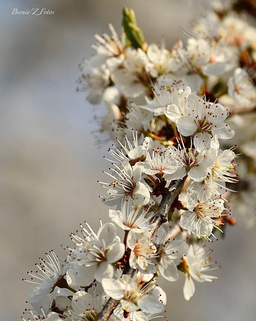 Floraison en blanc