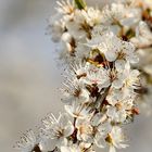 Floraison en blanc