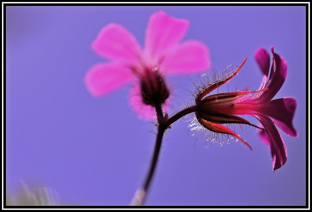 Floraison en contre-jour.