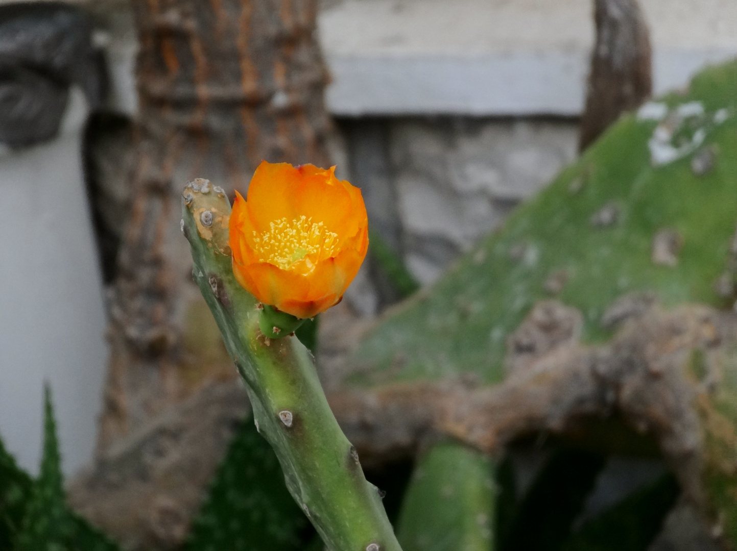 Floraison orangée