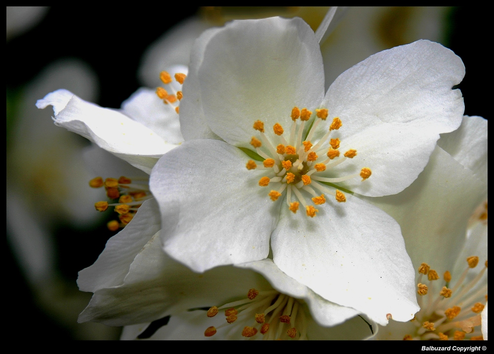 " Floraison pour un seringua "