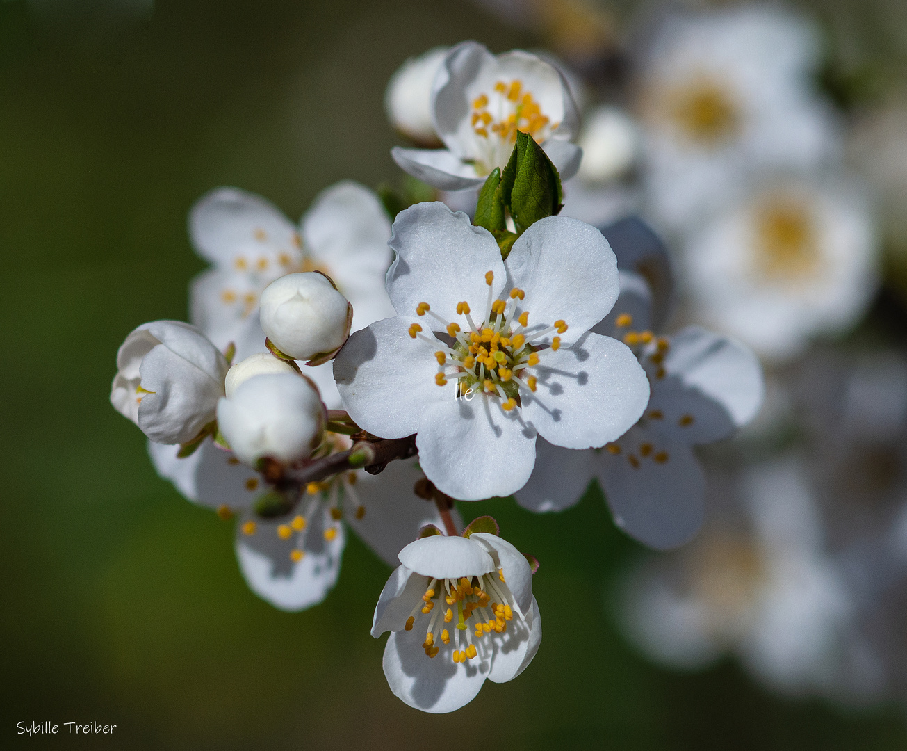 Floraison printanière