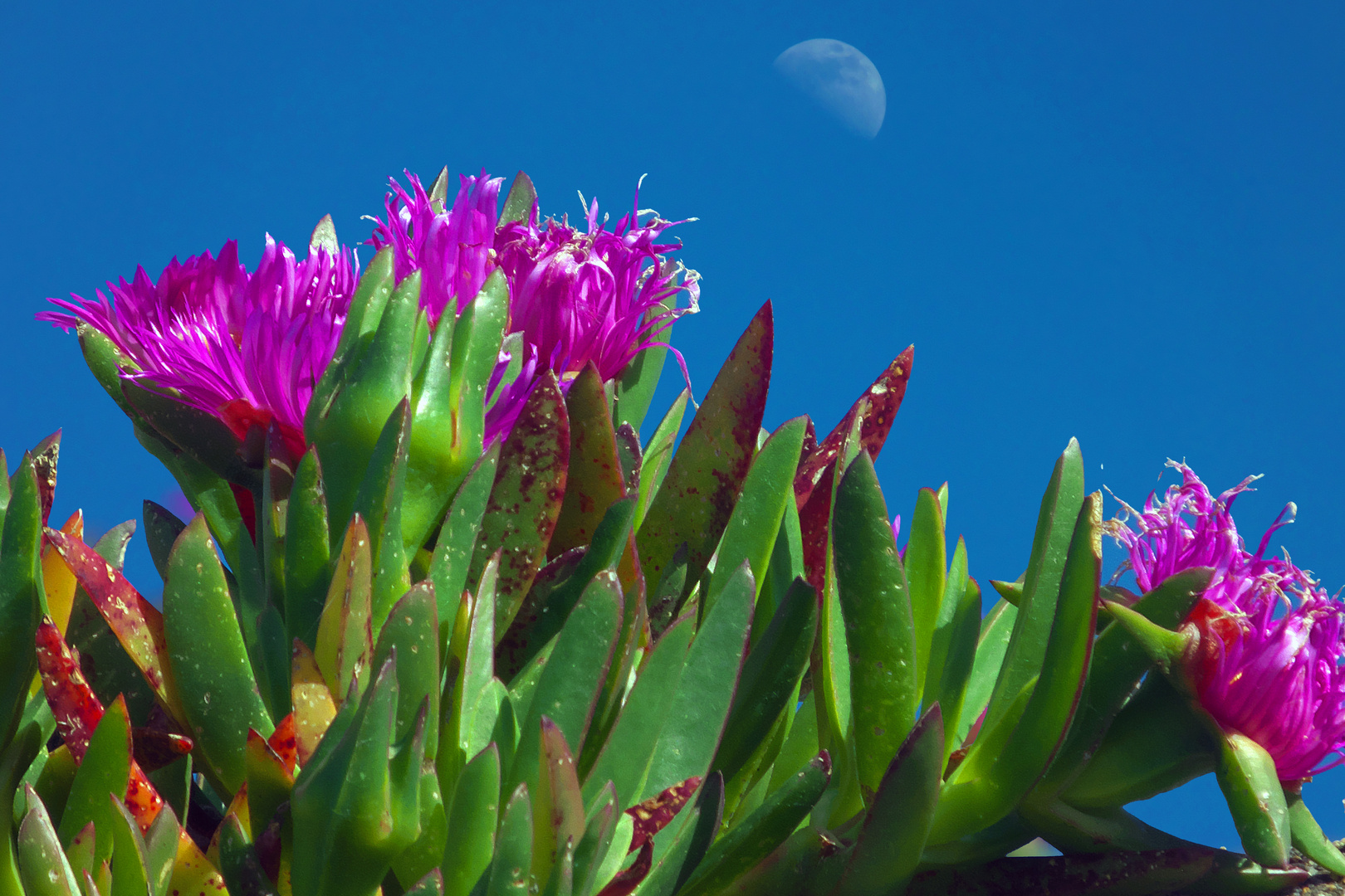 Floraison sous la lune diurne02