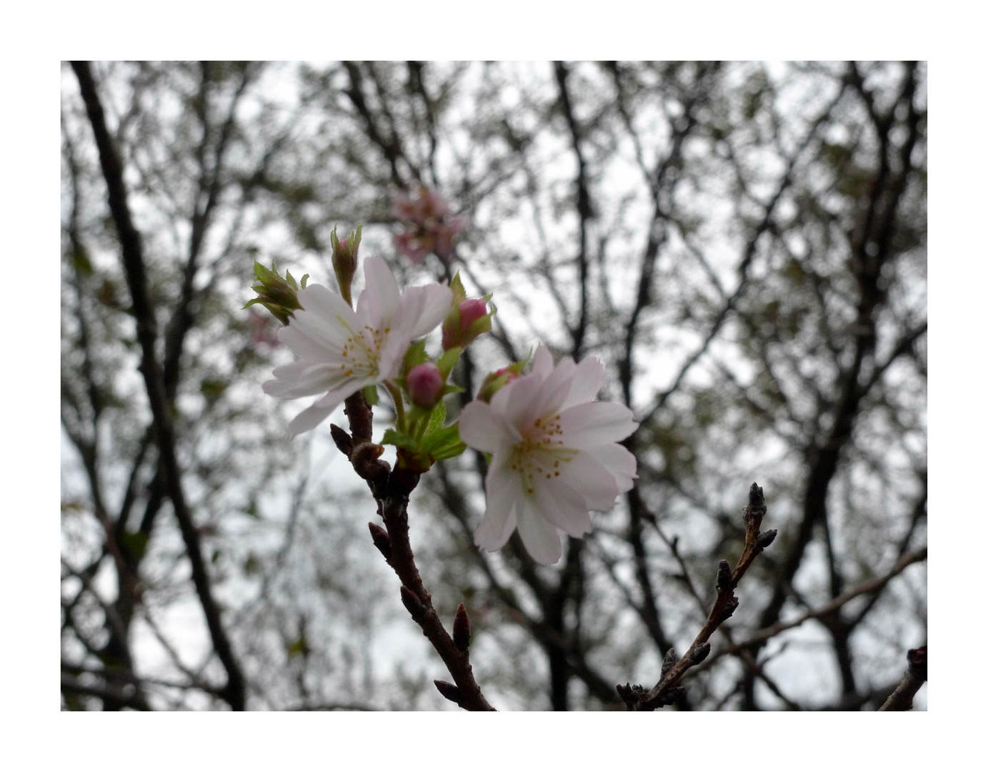 floraison tardive