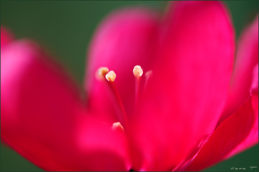 Floral Art