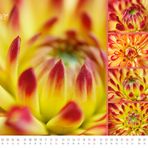 floral colors 2013 - 10