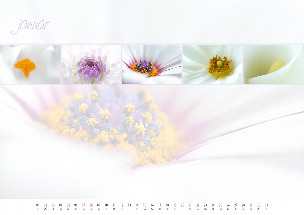 floral colours 2012 - 01