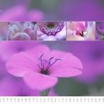 floral colours 2012 - 02