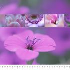 floral colours 2012 - 02