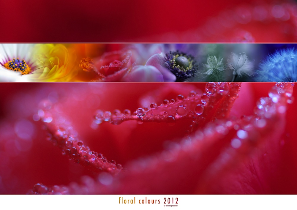 floral colours 2012