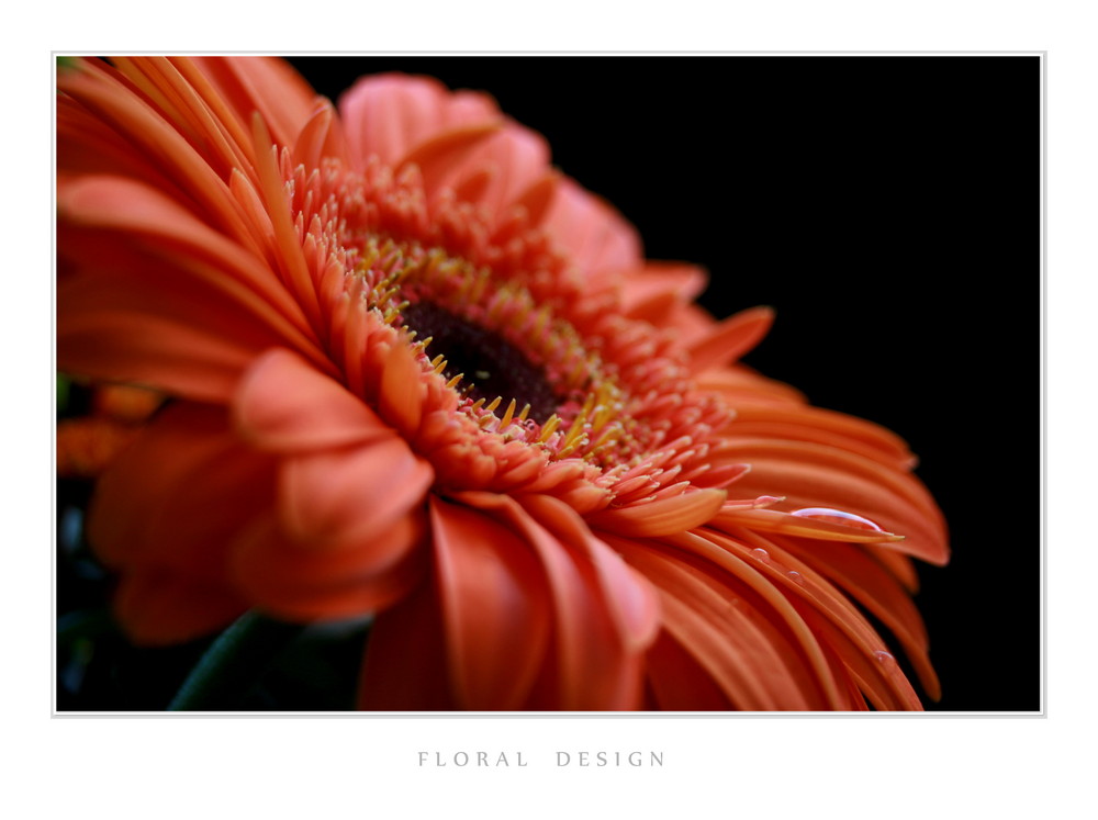 Floral Design V