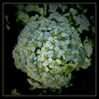 floral globe (night)