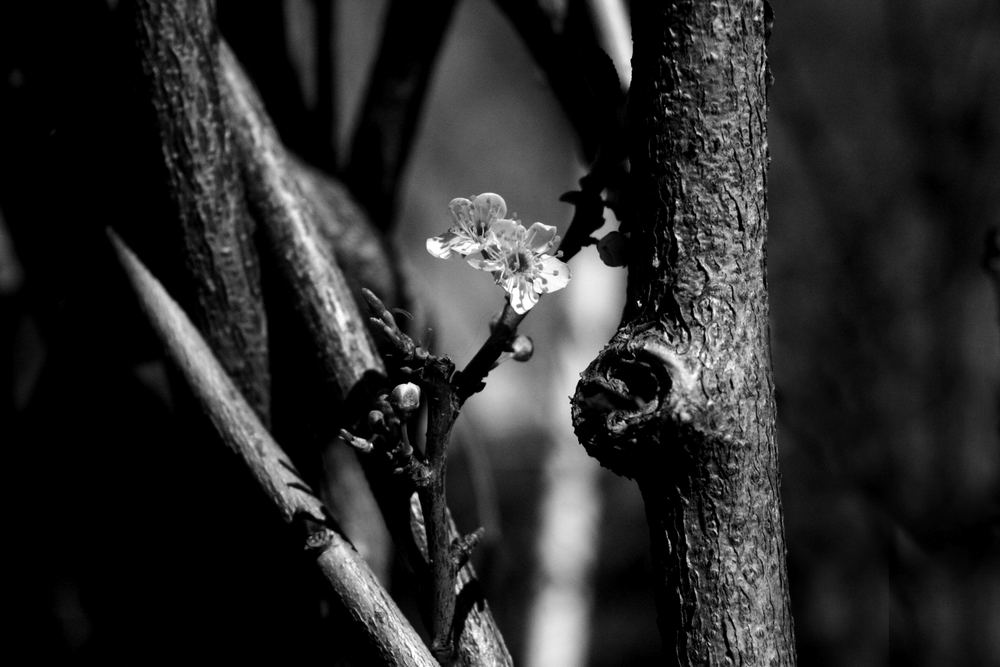 Floral in wood