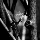 Floral in wood