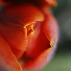 floral kiss