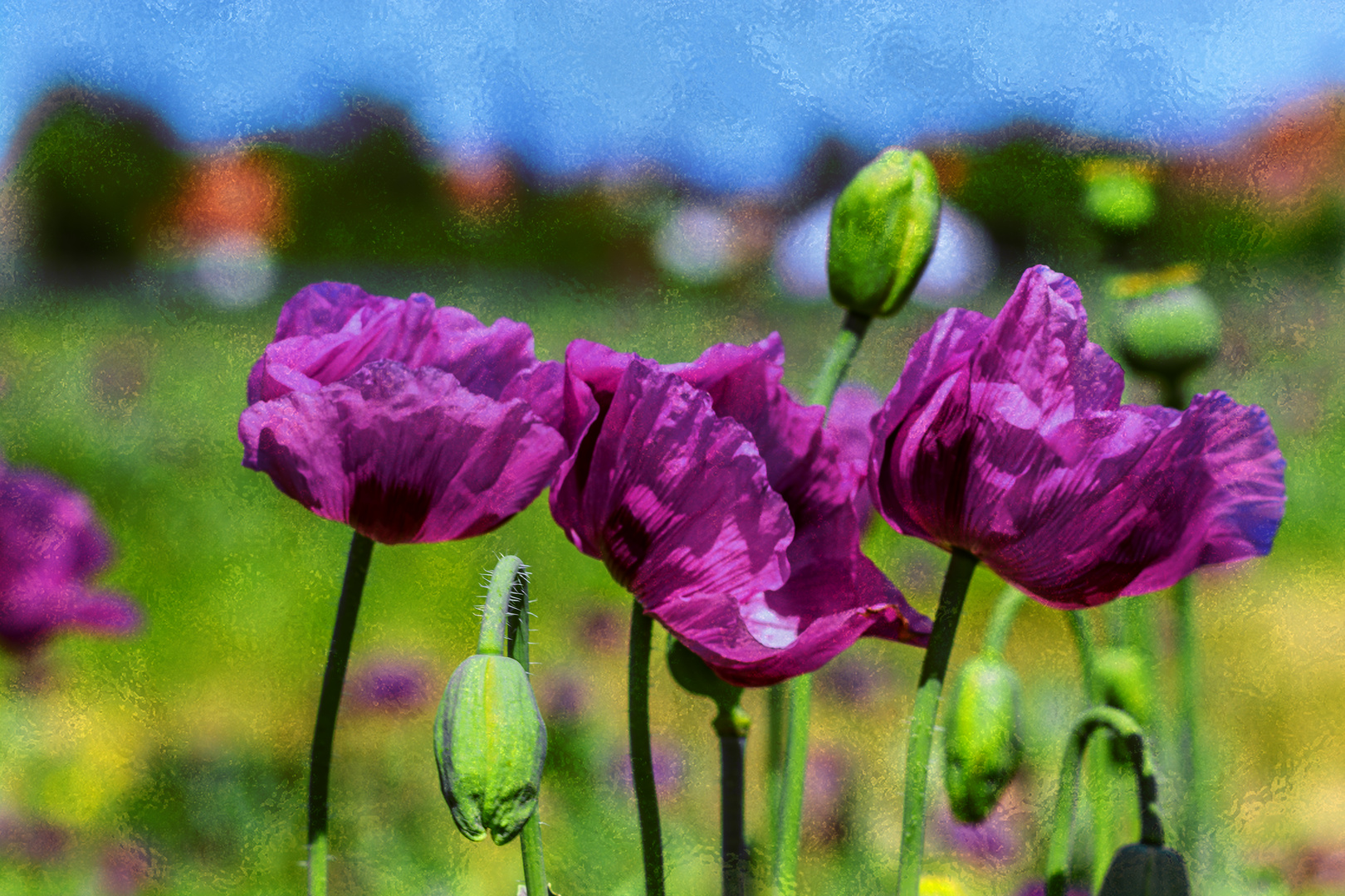 FLORAL : PURPLE POPPIES