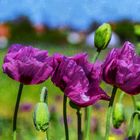 FLORAL : PURPLE POPPIES