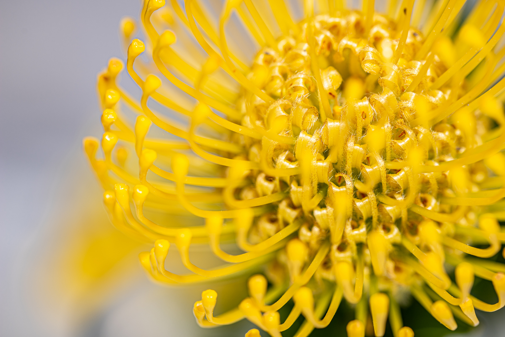 Floral up close