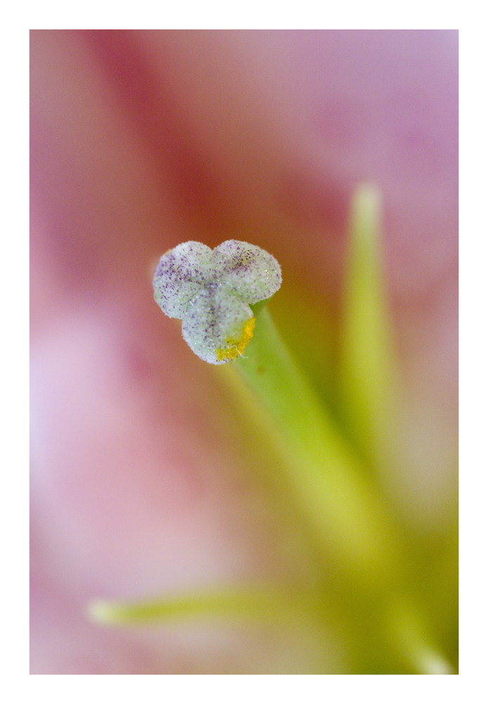 Floral wire