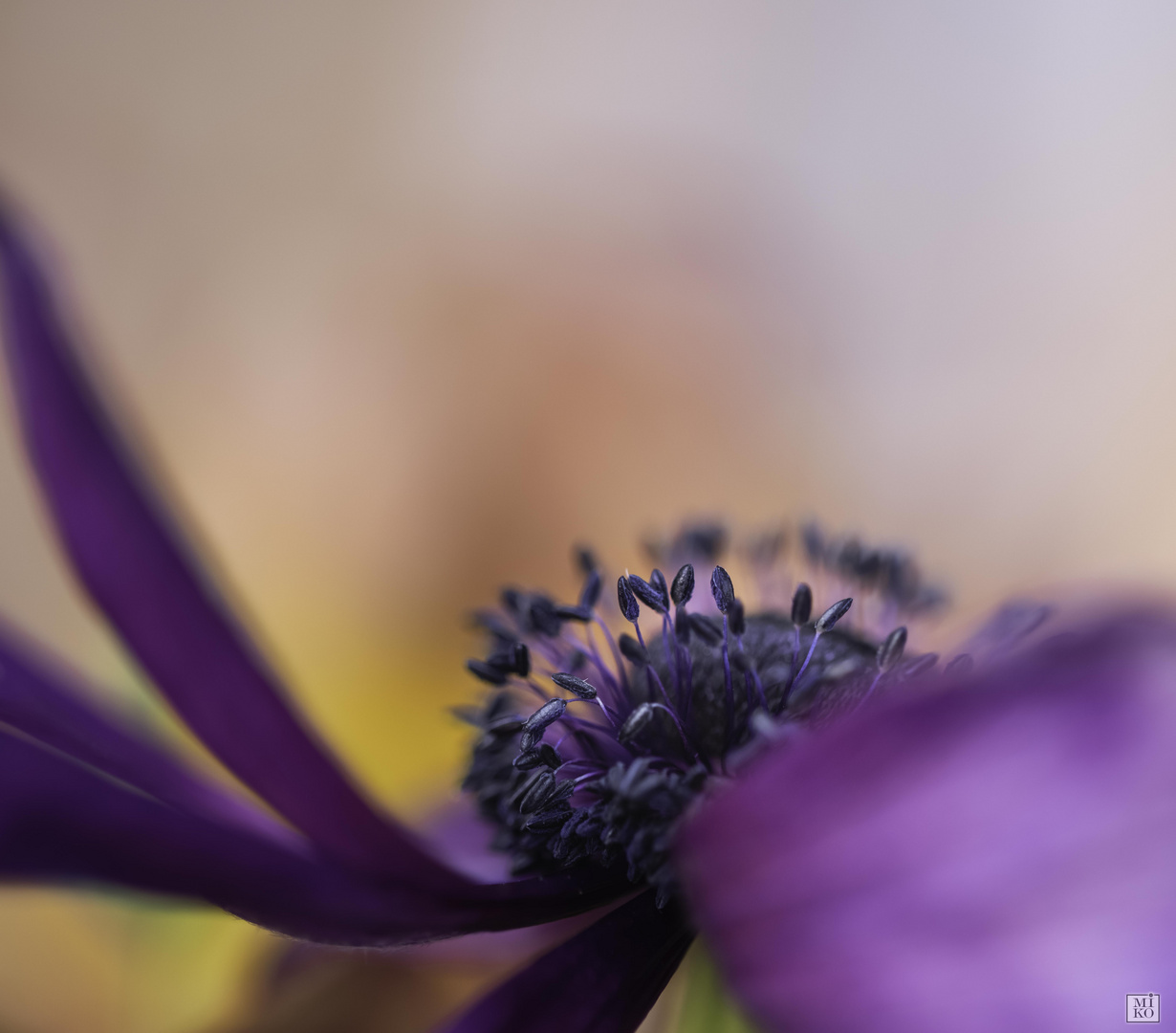 Florale Kunst - Anemone