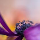 Florale Kunst - Anemone