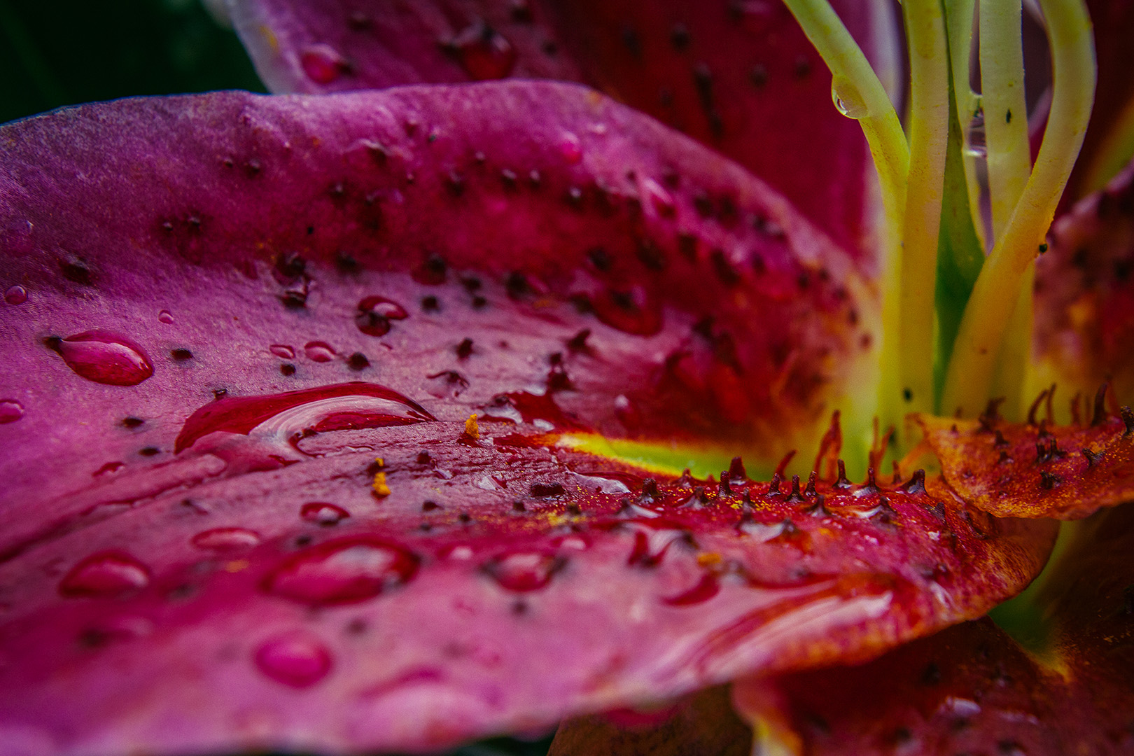 Florale Nahaufnahme einer Lilie