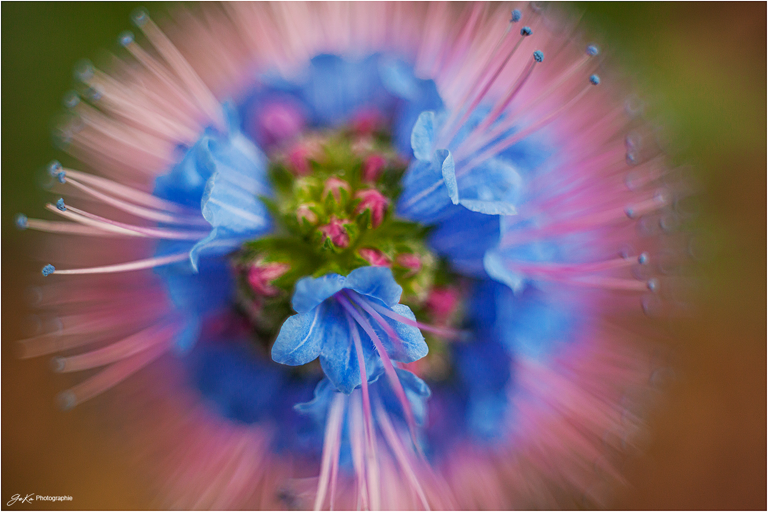 florale Schönheit