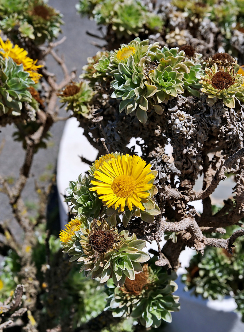 Florale Schönheit auf Fuerteventura - 2