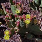 Florale Schönheit auf Fuerteventura