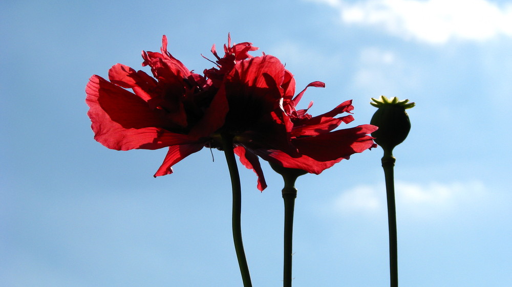 floraler Flamenco.